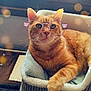 Tigrou a rejoint le concours — aidez-le/la à gagner de superbes lots ! bokeh, cat, cat_bed, cozy, cute, decor, feline, fur, glasses_filter, home, indoor, orange_tabby, paw, pet, playful, relaxed, resting, soft_lighting, whiskers, window