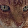 Tigrou a rejoint le concours — aidez-le/la à gagner de superbes lots ! animal, cat, close_up, cute, domestic_cat, eyes, face, feline, focused, fur, looking, macro, mammal, nature, orange_cat, pet, portrait, soft, texture, whiskers