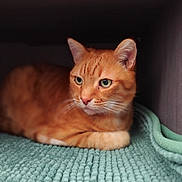 Tigrou a rejoint le concours — aidez-le/la à gagner de superbes lots ! animal, blanket, cat, closeup, cozy, cubby, cute, ears, feline, fur, green, home, indoor, mammal, orange_tabby, pet, portrait, relaxed, resting, whiskers