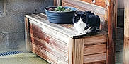 Bonheur participe au concours pour gagner de l'argent avec cette photo : cat, black_and_white, wooden_bench, succulent_plant, pot, outdoor, patio, wooden_wall, rustic, sunlight, animal, pet, feline, relaxing, nature, garden, plant, quiet, cozy, daylight