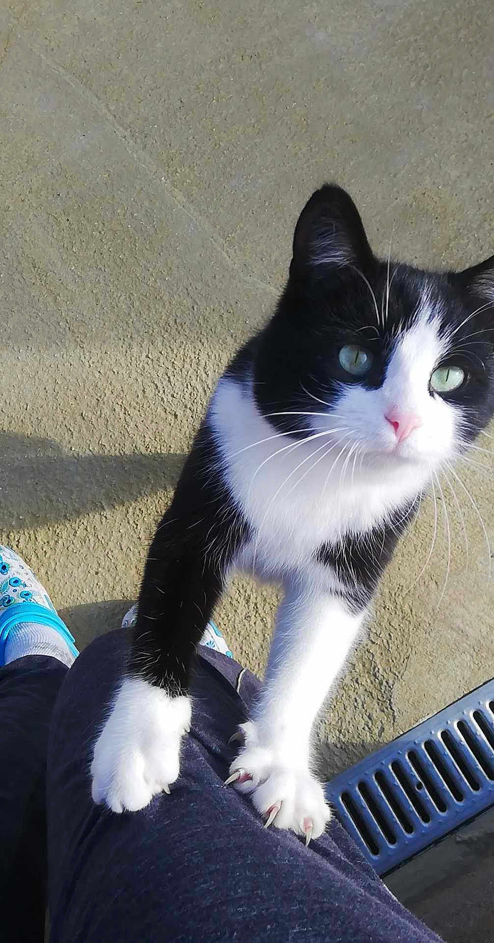 Bonheur participe au concours pour gagner de l'argent avec cette photo : cat, black_and_white_cat, claws, green_eyes, pet, animal, outdoor, concrete, person, pants, footwear, shoes, curious, close_up, paw, texture, shadow, daylight, metal_grate, climbing
