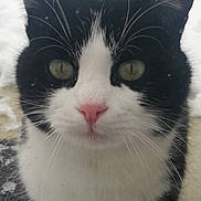 Bonheur participe au concours pour gagner de l'argent avec cette photo : cat, black_and_white, close_up, animal, pet, whiskers, green_eyes, pink_nose, curious, snow, outdoor, fur, mammal, face, portrait, cute, feline, looking, nature, winter