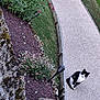 Surprise participe au concours pour gagner de l'argent avec cette photo : animal, black_and_white, cat, curious, daylight, decor, flower_bed, flowers, garden, garden_lights, grass, moss, nature, outdoor, pathway, plant, pottery, shrubbery, sidewalk, stone_path