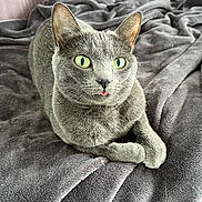 Anna participe au concours pour gagner de l'argent avec cette photo : cat, gray_cat, pet, animal, feline, green_eyes, tongue_out, cozy, blanket, soft_texture, indoor, cute, relaxed, fur, whiskers, lying_down, close_up, portrait, domestic_cat, resting