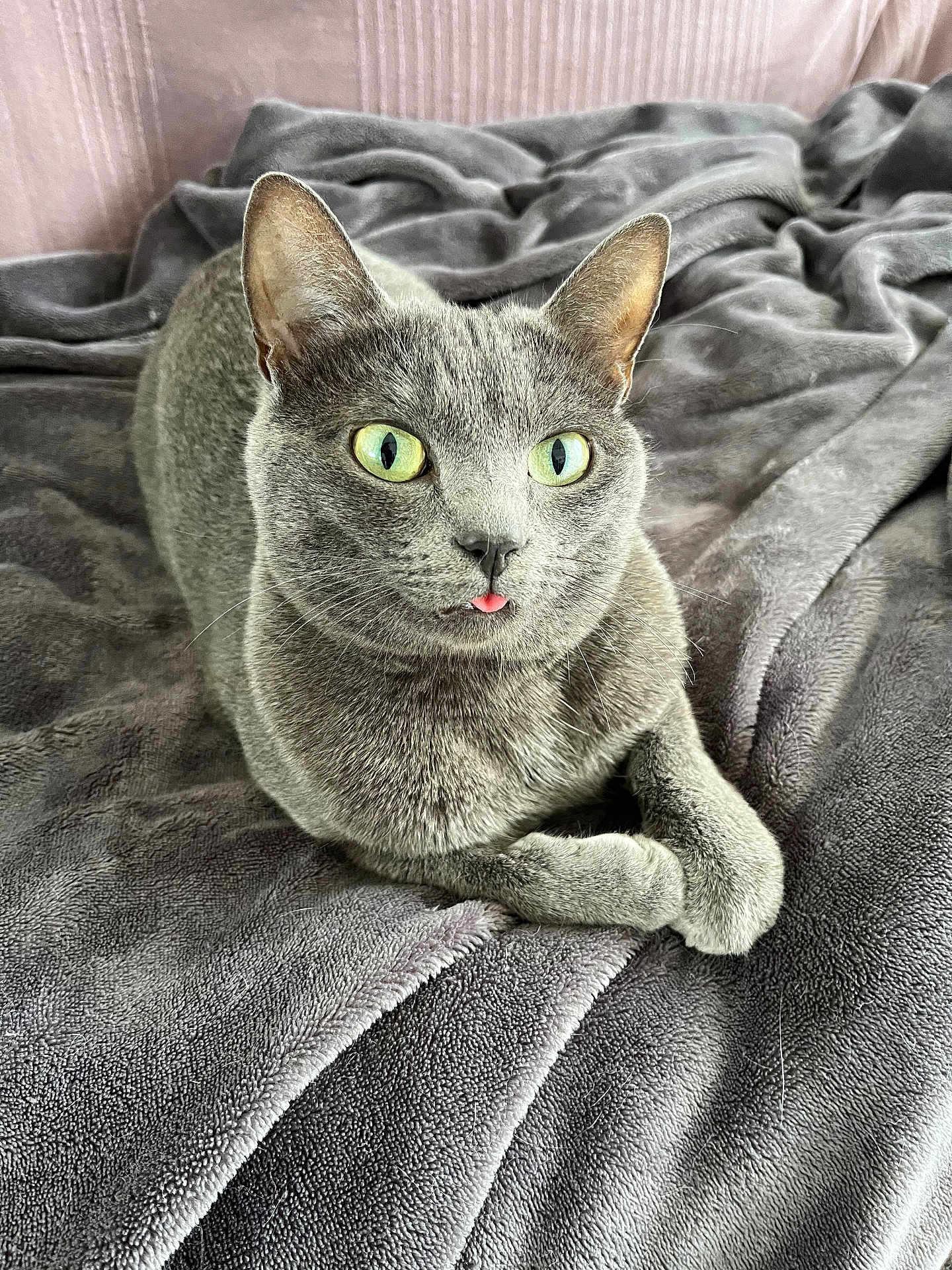 Anna participe au concours pour gagner de l'argent avec cette photo : cat, gray_cat, pet, animal, feline, green_eyes, tongue_out, cozy, blanket, soft_texture, indoor, cute, relaxed, fur, whiskers, lying_down, close_up, portrait, domestic_cat, resting