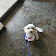 Colby Jack is registered to the contest to win money with this photo: dog, white_dog, pet, leash, collar, indoor, concrete_floor, window, waiting, cute, small_dog, fluffy, animal, companion, domestic, floor_texture, looking_up, bright, calm, home
