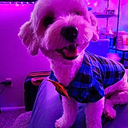 Colby Jack joined the competition — help win amazing prizes! animal, bow_tie, carpet, closeup, clothing, couch, dog, domestic_animal, fur, furniture, happy, indoor, pet, portrait, purple_lighting, room, shelf, shirt, smiling, suitcase