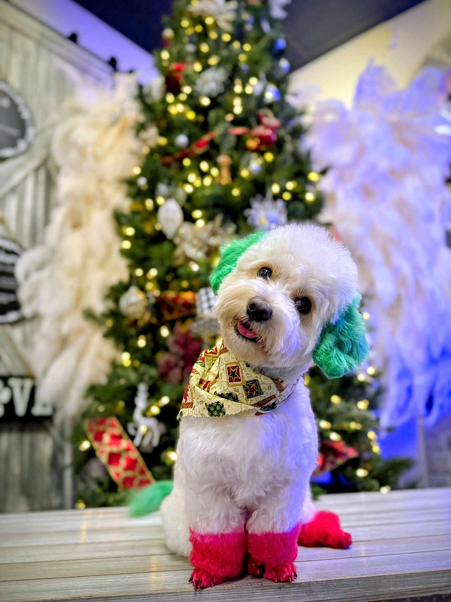 Colby Jack joined the competition — help win amazing prizes! dog, white_dog, green_ears, pink_paws, bandana, christmas_tree, holiday_decorations, lights, festive, cute, pet, indoor, portrait, decor, seasonal, wooden_floor, tilted_head, fluffy, smiling, celebration