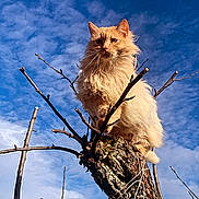 Junior a rejoint le concours — aidez-le/la à gagner de superbes lots ! cat, fluffy, tree, branch, outdoor, sky, clouds, animal, nature, pet, fur, perched, wood, sunlight, whiskers, eyes, majestic, daytime, blue_sky, house_roof
