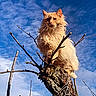 cat, fluffy, tree, branch, outdoor, sky, clouds, animal, nature, pet, fur, perched, wood, sunlight, whiskers, eyes, majestic, daytime, blue_sky, house_roof