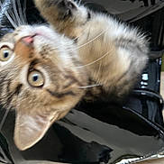 Tipy a rejoint le concours — aidez-le/la à gagner de superbes lots ! carnivore, cat, claw, comfort, domestic_short_haired_cat, felidae, fur, paw, small_to_medium_sized_cats, snout, tail, whiskers