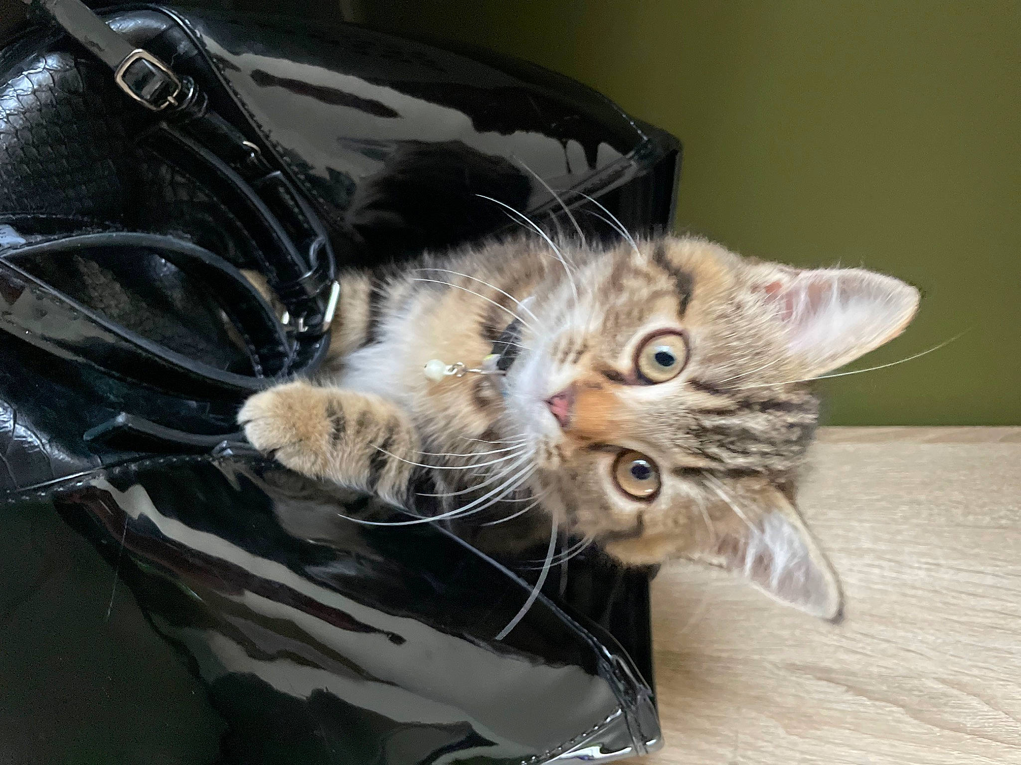 Tipy a rejoint le concours — aidez-le/la à gagner de superbes lots ! cable, carnivore, cat, claw, comfort, domestic_short_haired_cat, felidae, fur, paw, small_to_medium_sized_cats, tail, whiskers, windshield, wire