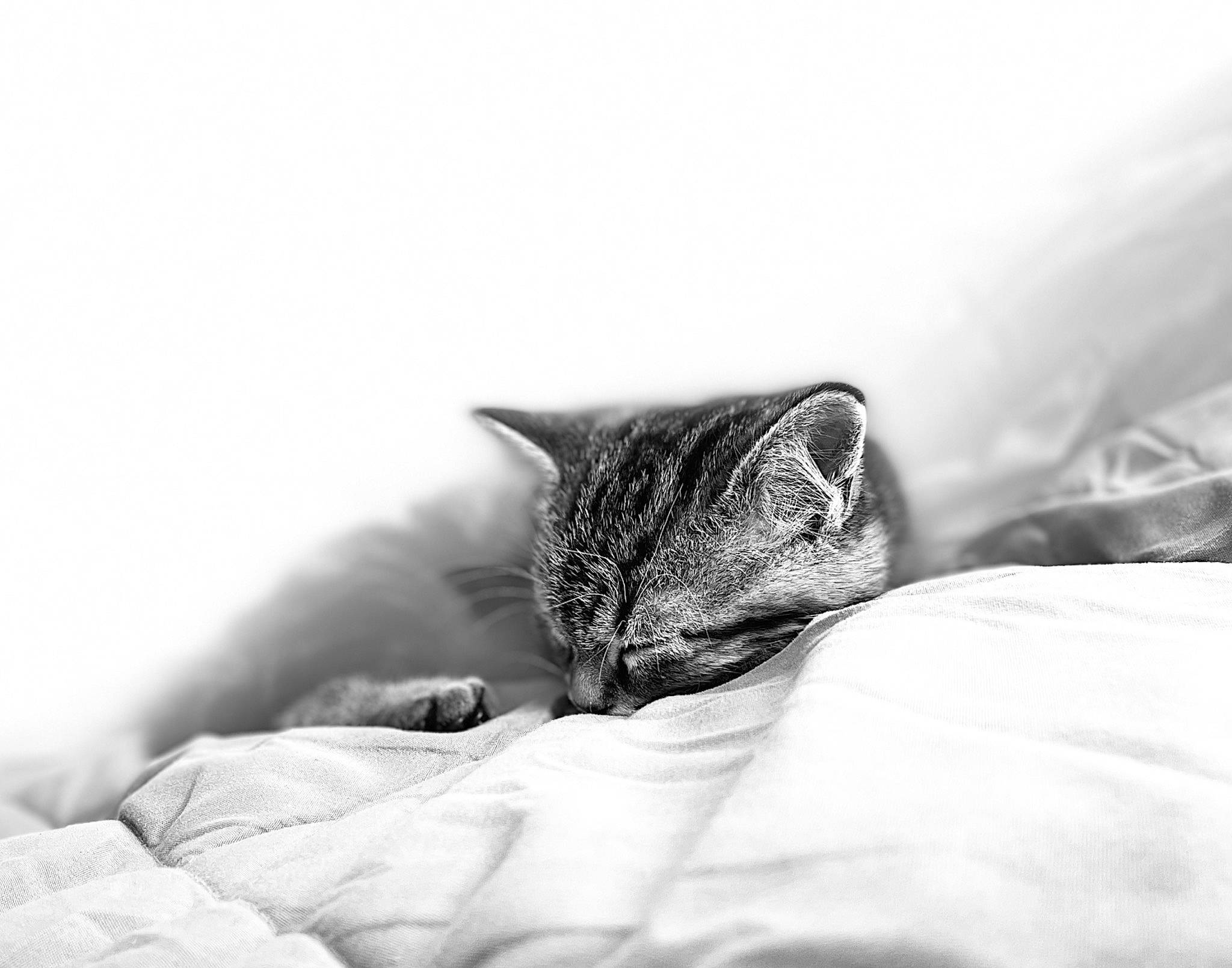 Tipy participe au concours pour gagner de l'argent avec cette photo : bedding, carnivore, cat, comfort, darkness, domestic_short_haired_cat, eye, felidae, fur, grey, linens, monochrome, monochrome_photography, sitting, small_to_medium_sized_cats, snout, still_life_photography, tree, whiskers, wildlife