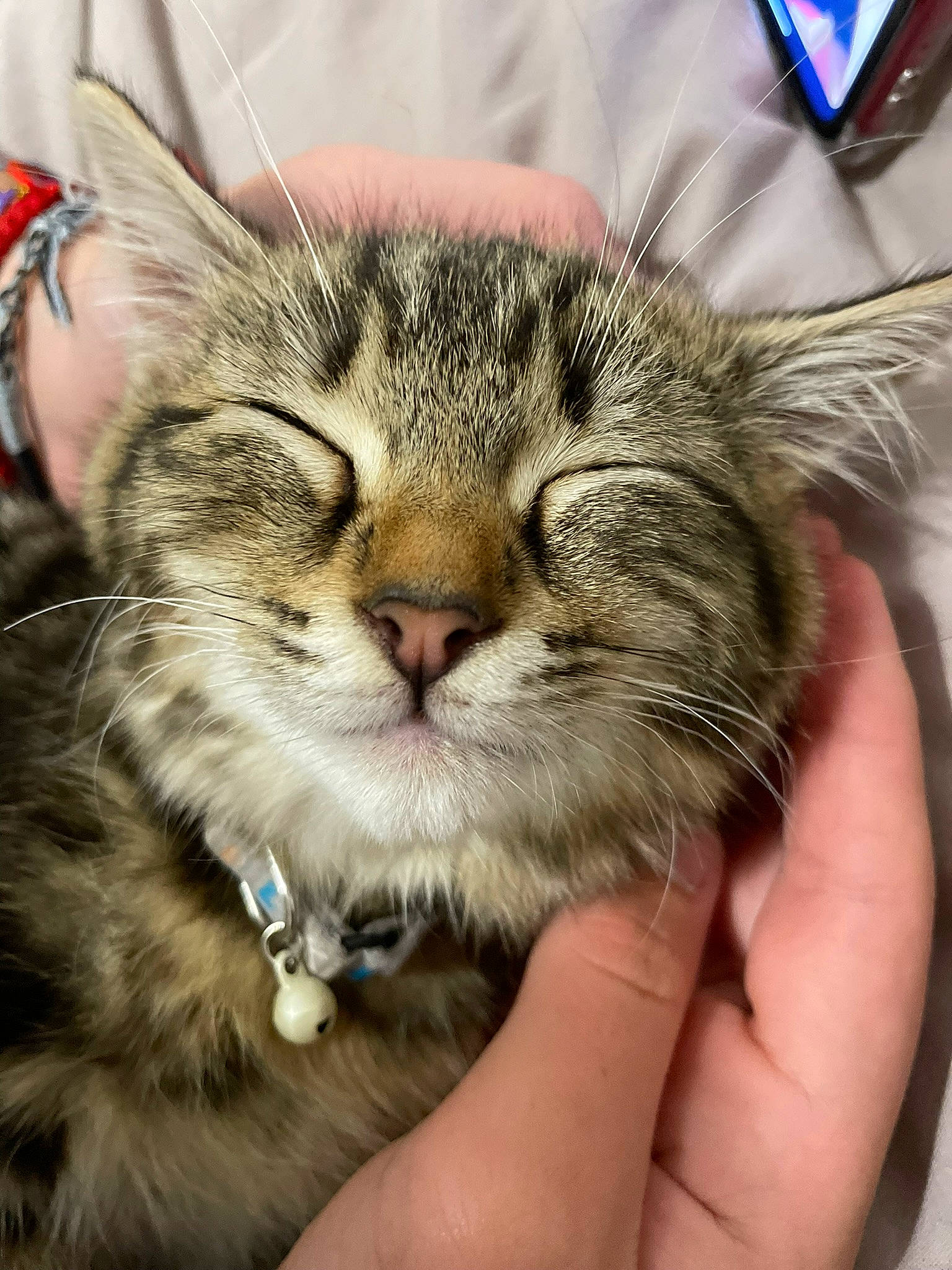 Tipy a rejoint le concours — aidez-le/la à gagner de superbes lots ! carnivore, cat, domestic_short_haired_cat, felidae, fur, small_to_medium_sized_cats, snout, terrestrial_animal, whiskers