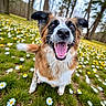 dog, smiling, tongue_out, happy, outdoor, flower_field, daisy, grass, nature, spring, trees, animal, pet, canine, closeup, portrait, fur, ears, nose, cheerful