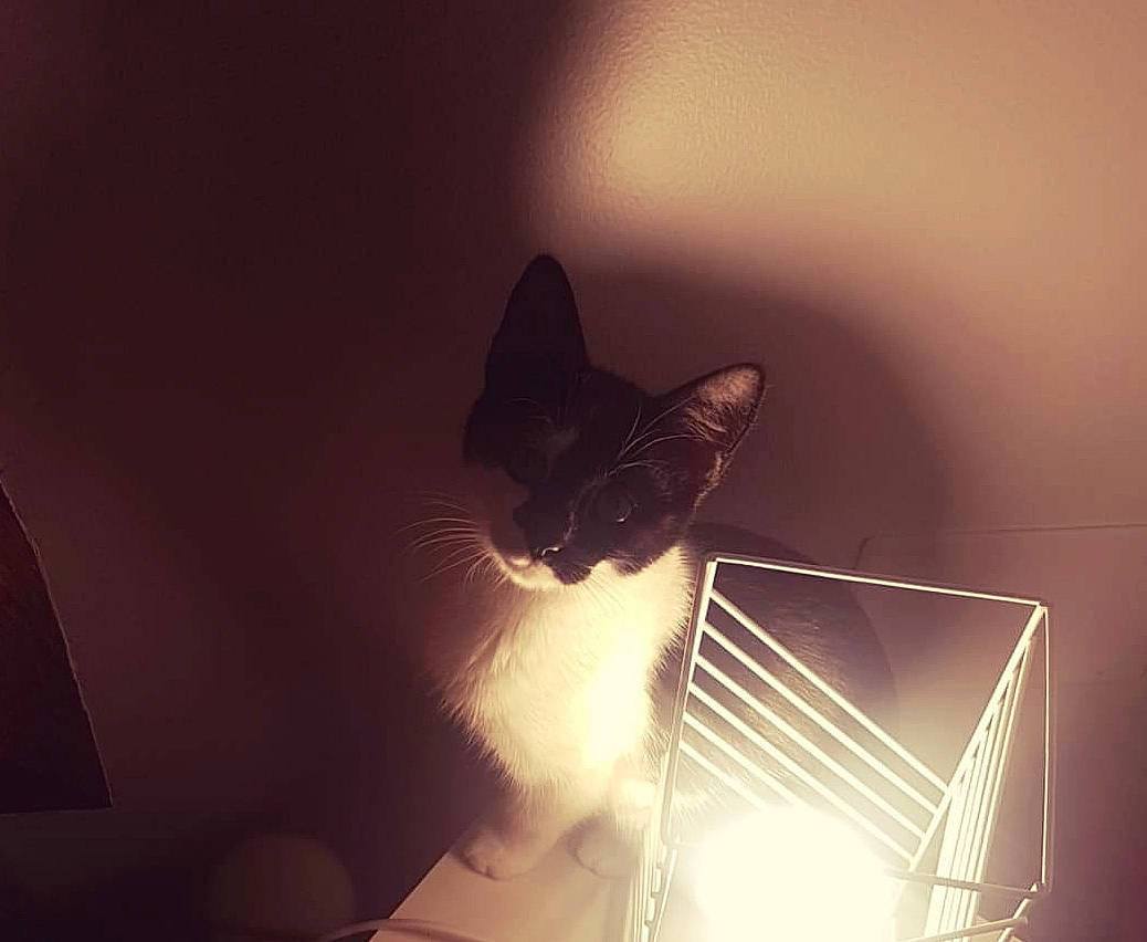 Paupiette a rejoint le concours — aidez-le/la à gagner de superbes lots ! black_and_white, carnivore, cat, cloud, darkness, ear, eye, felidae, kitten, light, meteorological_phenomenon, night, nose, sky, small_to_medium_sized_cats, snapshot, square, sunlight, tail, whiskers