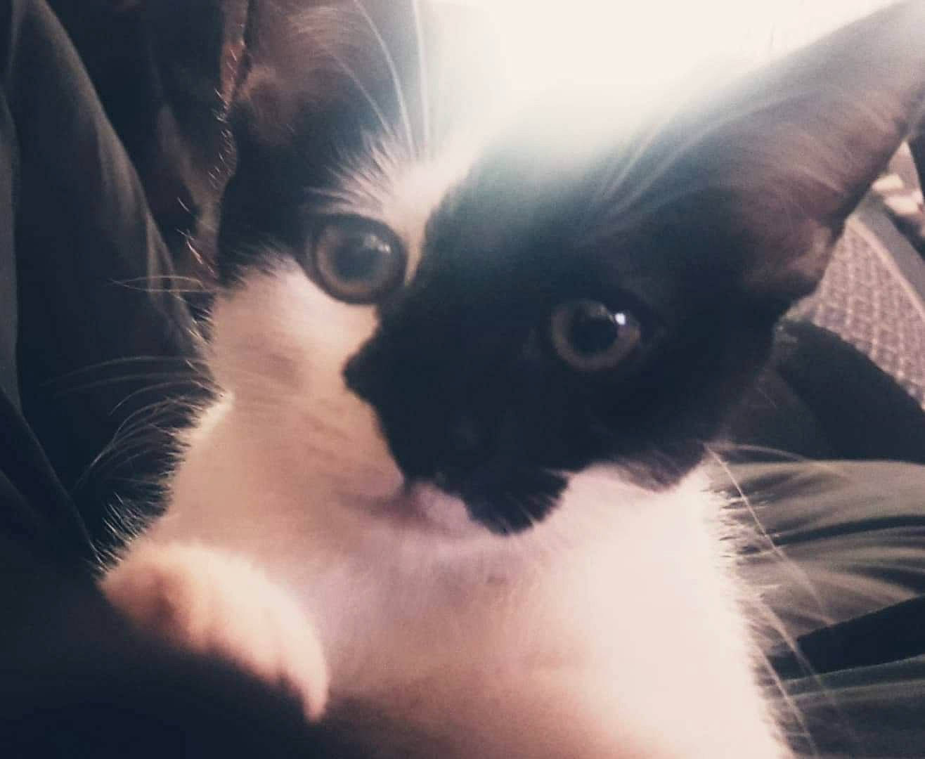 Paupiette participe au concours pour gagner de l'argent avec cette photo : black_and_white, carnivore, cat, cloud, ear, eye, felidae, fur, kitten, nose, sky, small_to_medium_sized_cats, snapshot, snout, tonkinese, whiskers