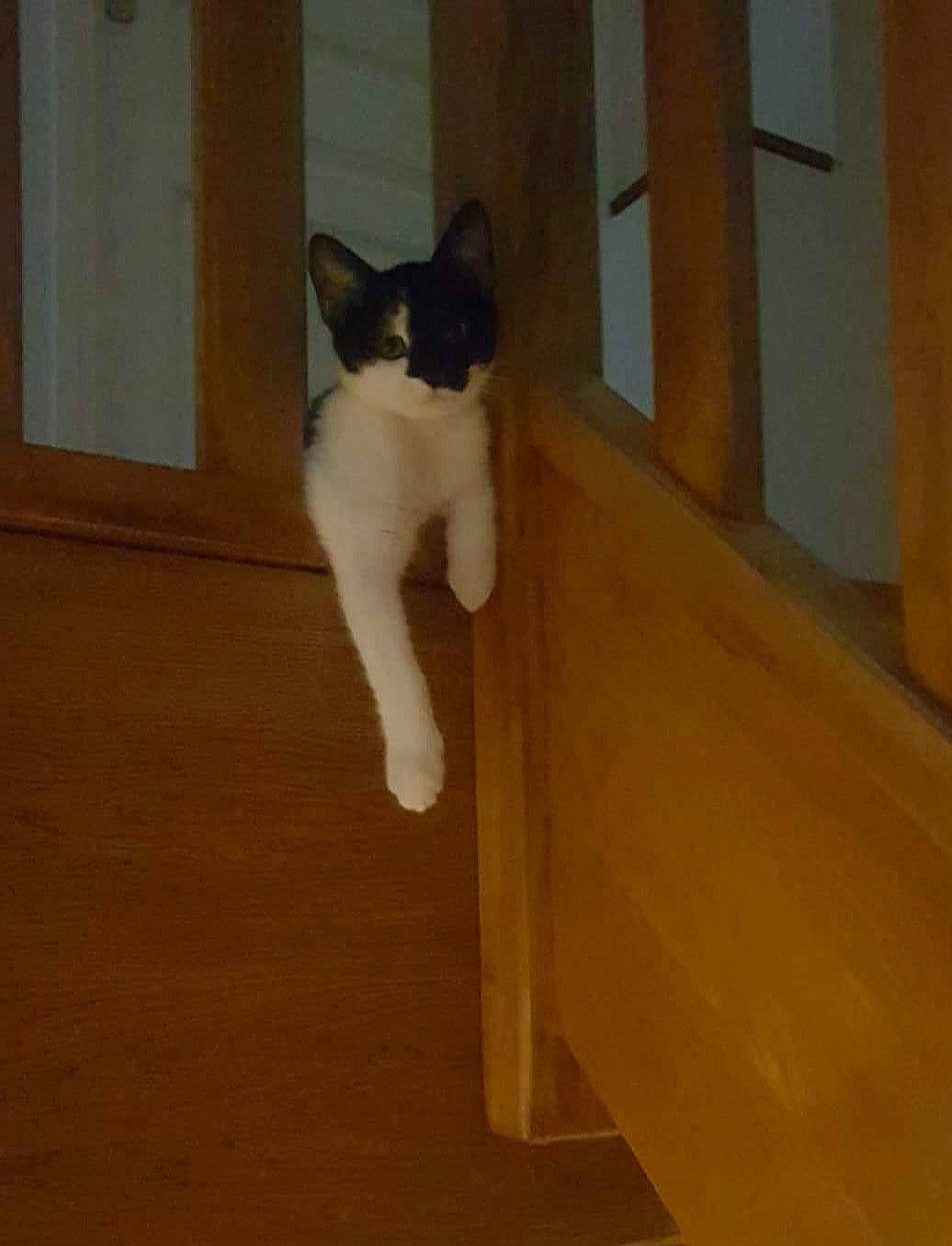 Paupiette participe au concours pour gagner de l'argent avec cette photo : carnivore, cat, fawn, felidae, floor, flooring, hardwood, laminate_flooring, polydactyl_cat, small_to_medium_sized_cats, snowshoe, tail, whiskers, wood