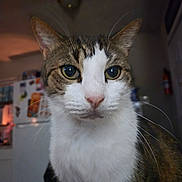 Fatboy is registered to the contest to win money with this photo: cat, tabby, white_fur, close_up, indoor, kitchen, curious, pets, animal, whiskers, face, eyes, ears, fur, domestic_cat, household, mammal, portrait, looking, feline