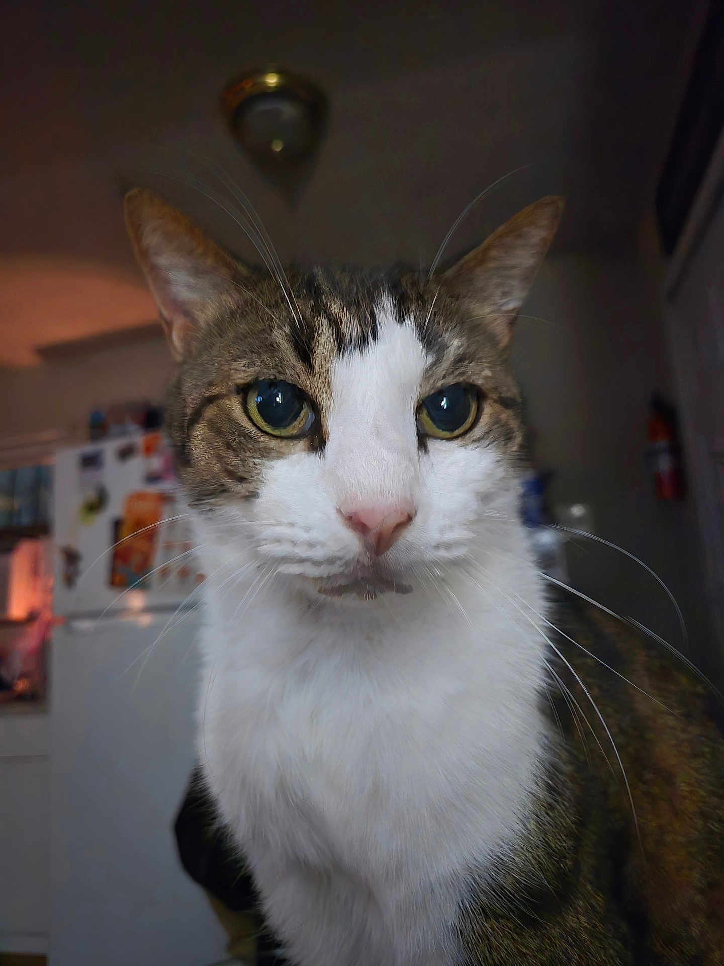Fatboy is registered to the contest to win money with this photo: cat, tabby, white_fur, close_up, indoor, kitchen, curious, pets, animal, whiskers, face, eyes, ears, fur, domestic_cat, household, mammal, portrait, looking, feline