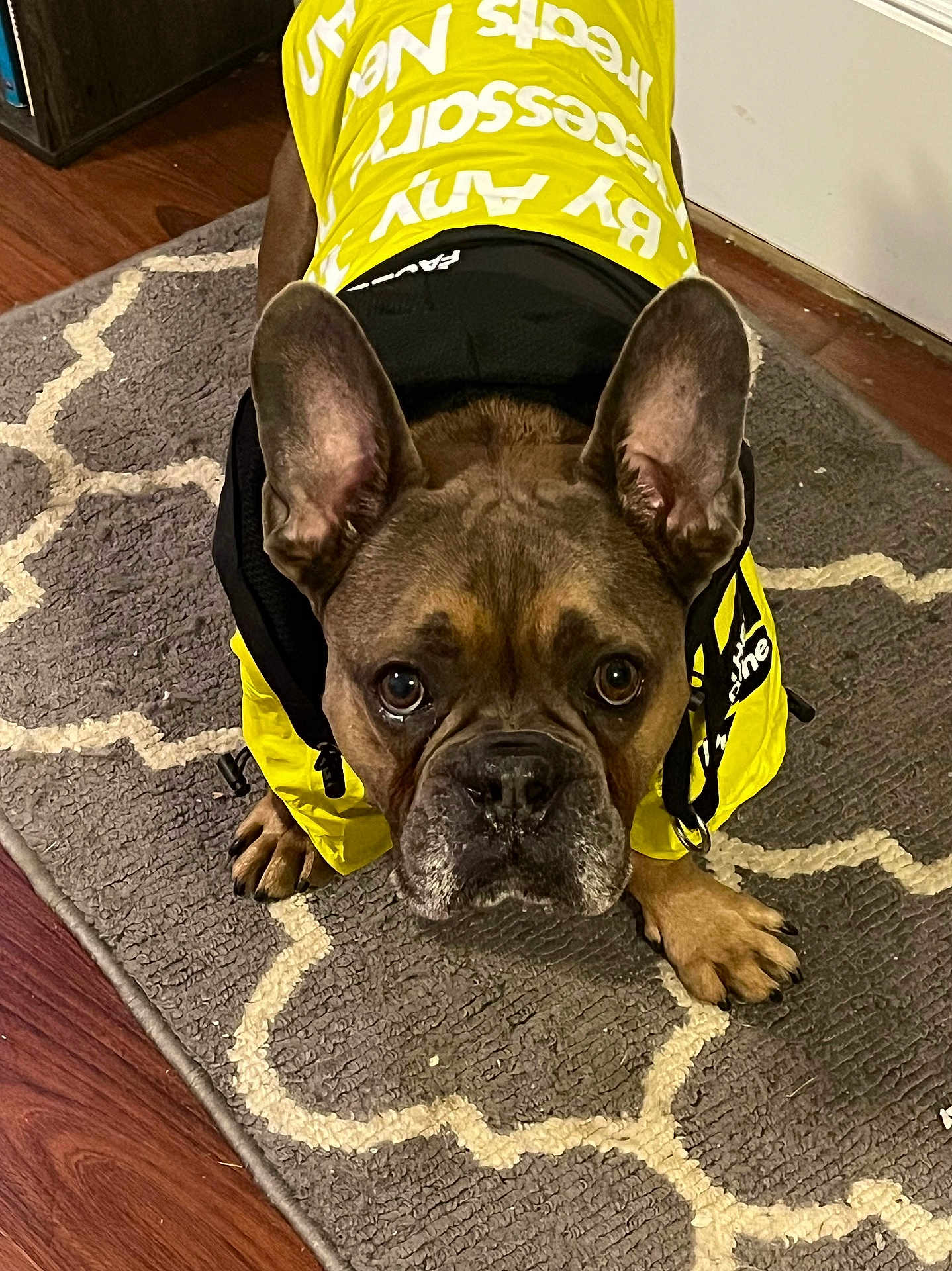 Bugsy joined the competition — help win amazing prizes! dog, french_bulldog, pet, yellow_jacket, rug, indoor, hardwood_floor, big_ears, wrinkled_face, brown_coat, paws, close_up, looking_up, cute, expression, vest, texture, floor_mat, portrait, eye_contact