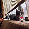 Arya is registered to the contest to win money with this photo: cat, cats, gray_cat, black_cat, windowsill, window, blinds, sunlight, indoor, pets, feline, collar, resting, cozy, fur, animal, relaxing, home, curtains, daylight