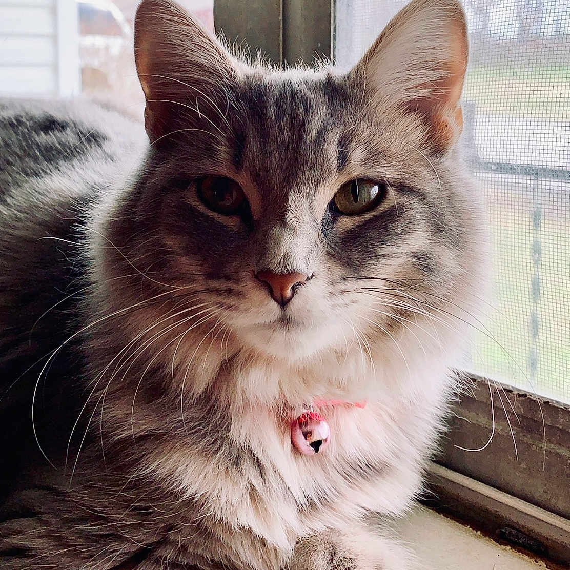 Arya