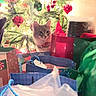 Arya joined the competition — help win amazing prizes! cat, christmas_tree, ornaments, holiday, gift_bags, lights, decorations, festive, indoor, curious, pet, red, green, wrapped_gifts, pine_tree, celebration, holiday_season, festivity, domestic_animal, cozy