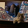 cat, person, bed, blanket, patterned_blanket, headboard, indoor, resting, relaxed, feline, animal, furniture, window, curtains, sleepwear, lying_down, paw, looking, cozy, home