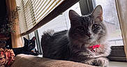 Arya joined the competition — help win amazing prizes! cat, indoor, window, curtains, blinds, gray_cat, black_cat, collar, pet, feline, sitting, relaxed, cozy, sunlight, shadows, furniture, home, domestic, animal, resting