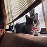 cat, indoor, window, curtains, blinds, gray_cat, black_cat, collar, pet, feline, sitting, relaxed, cozy, sunlight, shadows, furniture, home, domestic, animal, resting