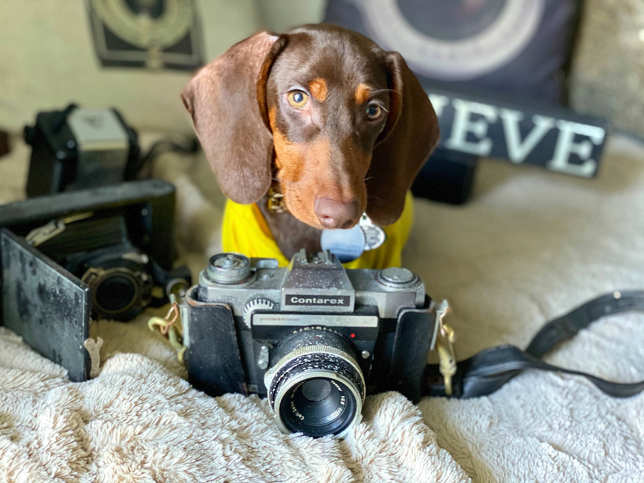 Byron joined the competition — help win amazing prizes! canidae, carnivore, dachshund, dog, dog_breed, fawn, snout, sporting_group
