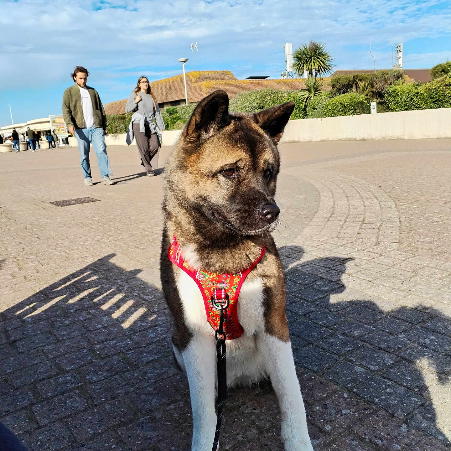 Sasha a rejoint le concours — aidez-le/la à gagner de superbes lots ! accessories, animal, bag, boy, canine, clothing, dog, footwear, handbag, husky, jeans, male, pants, path, person, pet, shoe, strap, teen, walking