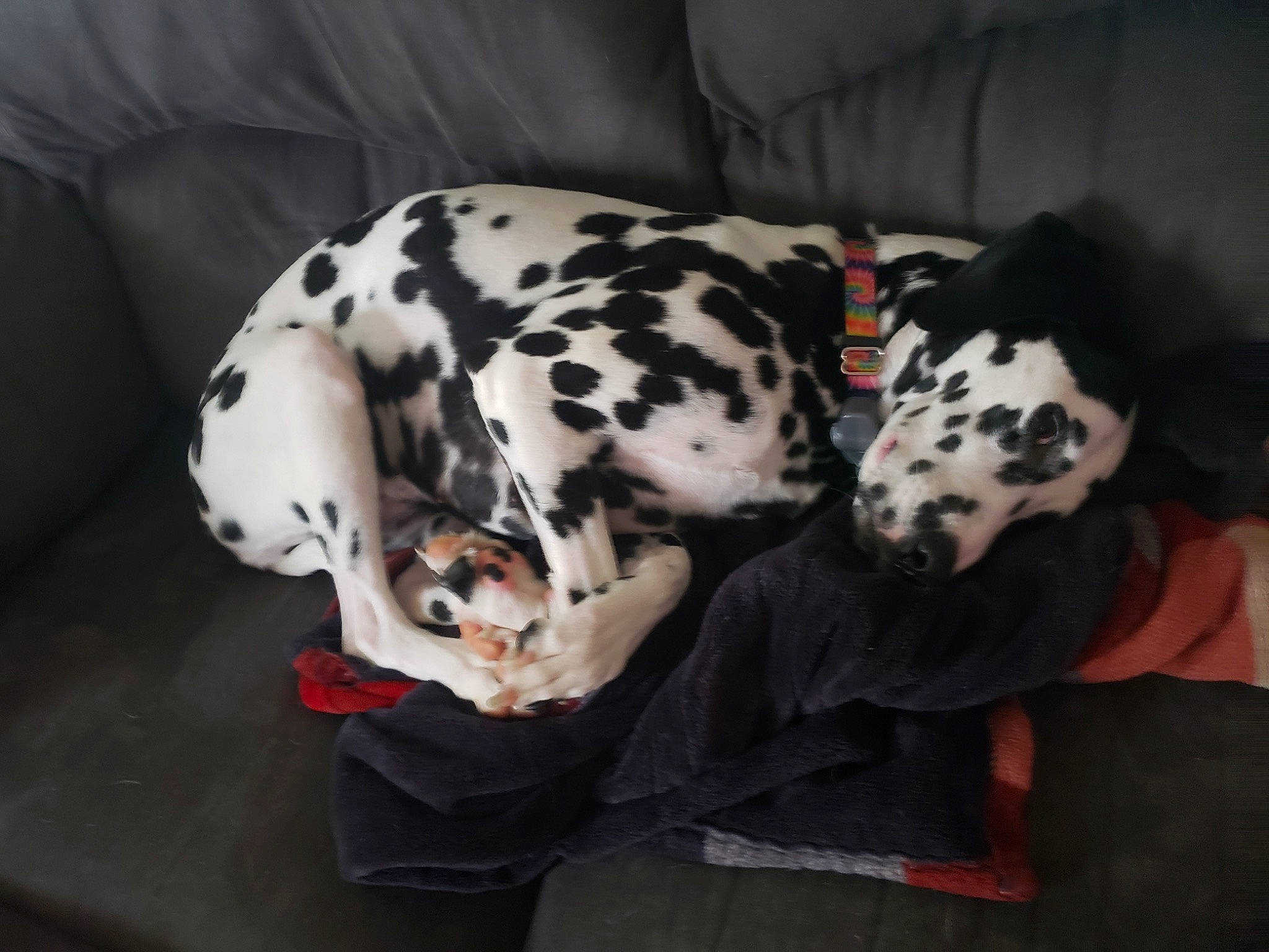 Jolene joined the competition — help win amazing prizes! canidae, carnivore, collar, comfort, companion_dog, couch, dalmatian, dog, dog_breed, dog_collar, dog_supply, fawn, fur, non_sporting_group, pet_supply, snout, sporting_group, working_animal