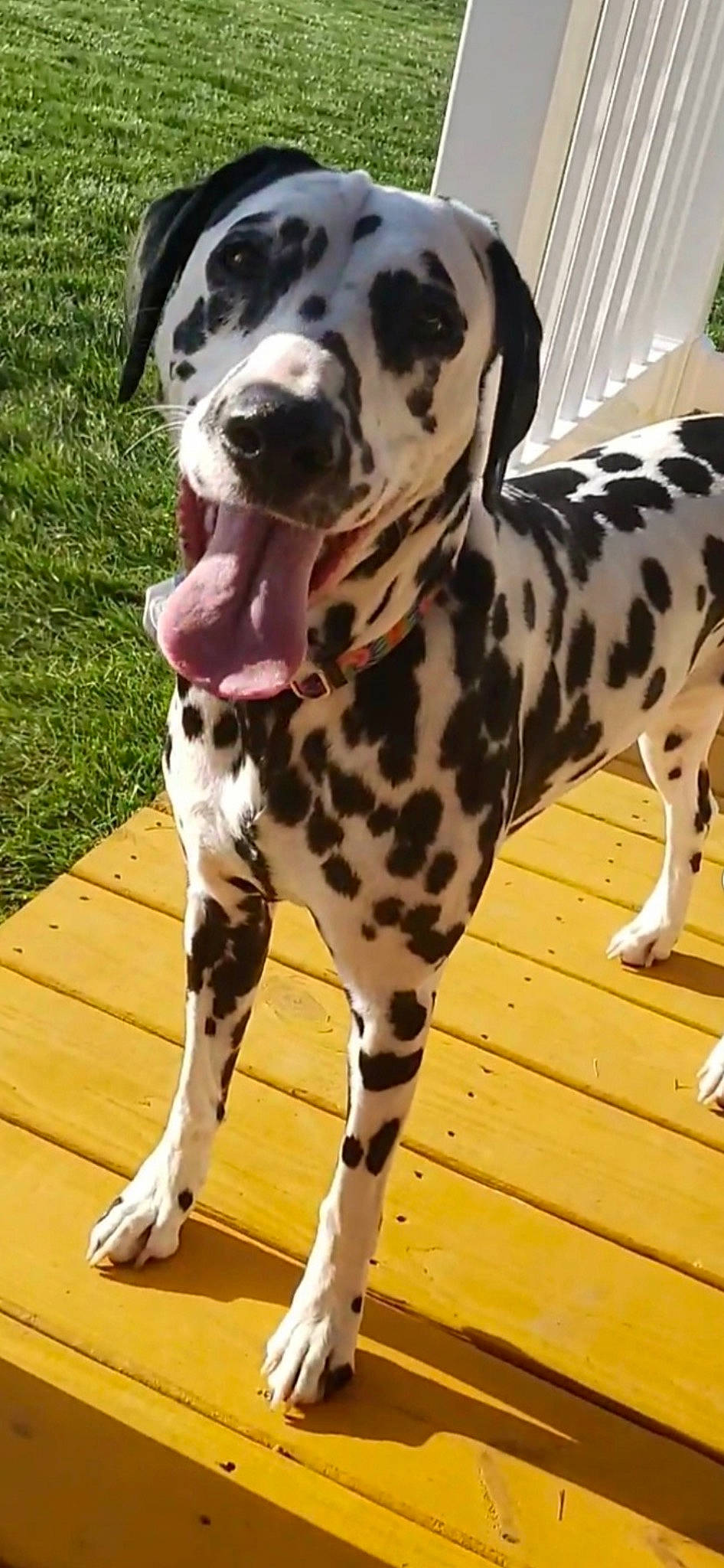 Jolene is registered to the contest to win money with this photo: balance, canidae, carnivore, companion_dog, dalmatian, dog, dog_breed, fawn, fur, non_sporting_group, plant, snout, sporting_group, terrestrial_animal, wood, working_animal, working_dog