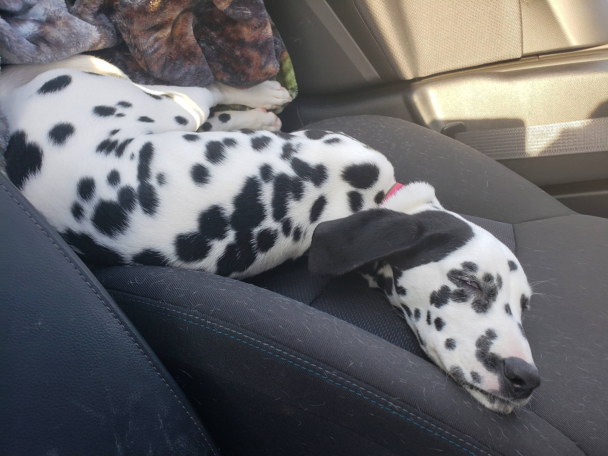 Jolene is registered to the contest to win money with this photo: auto_part, canidae, car_seat, car_seat_cover, carnivore, comfort, companion_dog, dalmatian, dog, dog_breed, head_restraint, human_leg, mammal, snout, sporting_group, terrestrial_animal, vehicle, vertebrate, whiskers, working_animal