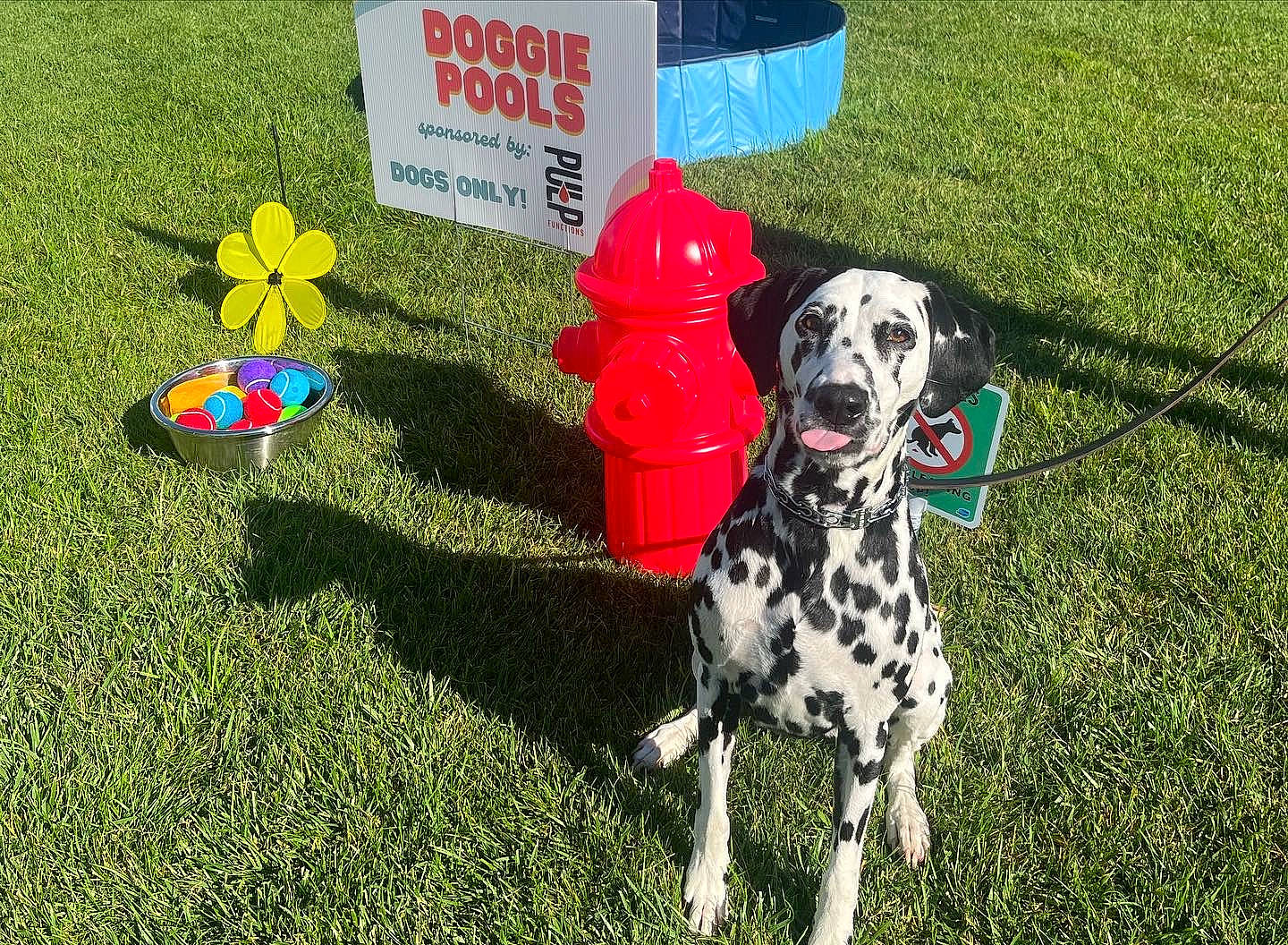 Jolene is registered to the contest to win money with this photo: auto_part, automotive_wheel_system, canidae, carnivore, companion_dog, dalmatian, dog, dog_breed, dog_supply, flag, grass, grassland, groundcover, lawn, plant, shrub, snout, sporting_group, working_animal, yard