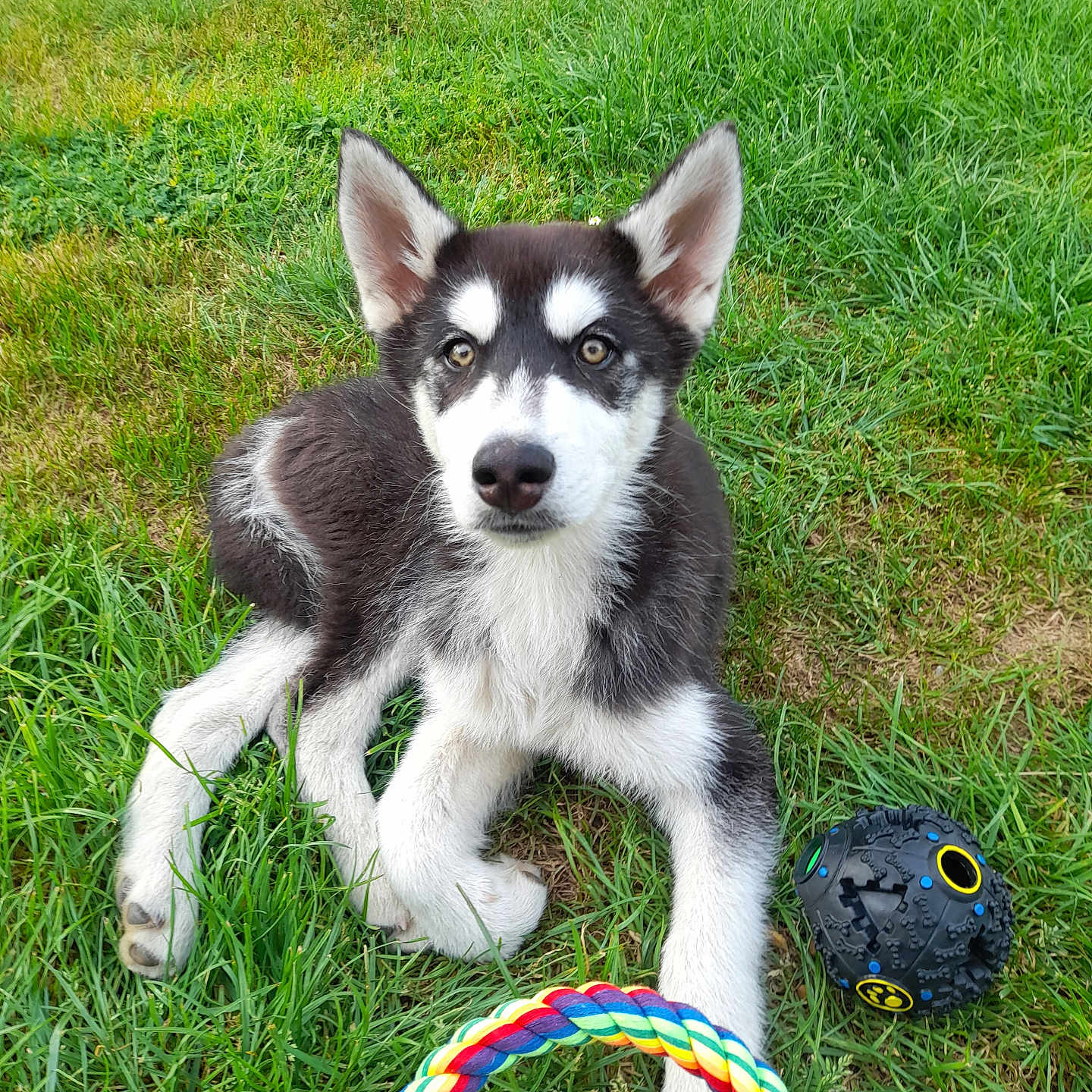 Aiko a rejoint le concours — aidez-le/la à gagner de superbes lots ! animal, ball_toy, cute, dog, ears, flower_bed, fur, grass, greenery, husky, nature, nose, outdoor, pet, playful, puppy, resting, rope_toy, toy, young