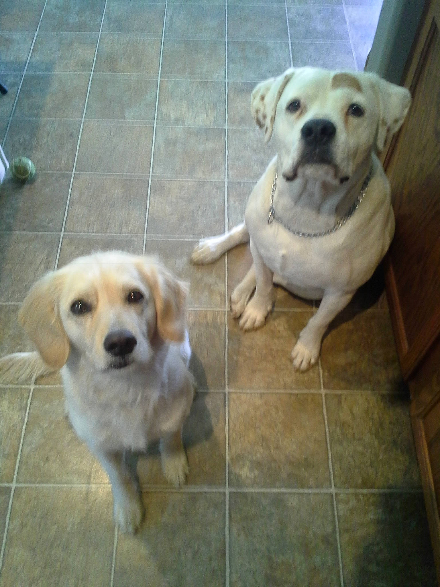 Labouski is registered to the contest to win money with this photo: ancient_dog_breeds, beagador, canidae, carnivore, companion_dog, dog, dog_breed, fawn, golden_retriever, labrador_retriever, mammal, puppy, rare_breed_dog, retriever, small_greek_domestic_dog, snout, sporting_group, street_dog, tail, vertebrate