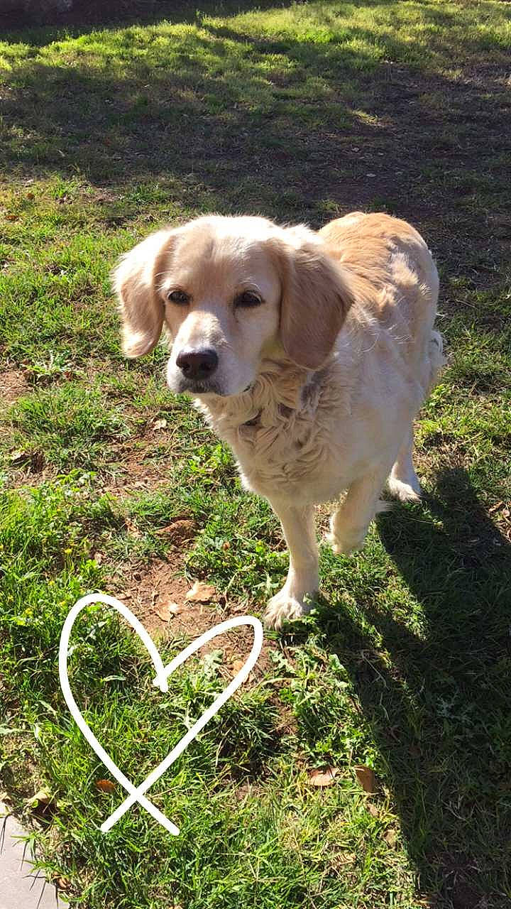 Labouski joined the competition — help win amazing prizes! canidae, carnivore, companion_dog, dog, dog_breed, fawn, golden_retriever, mammal, retriever, sporting_group, vertebrate