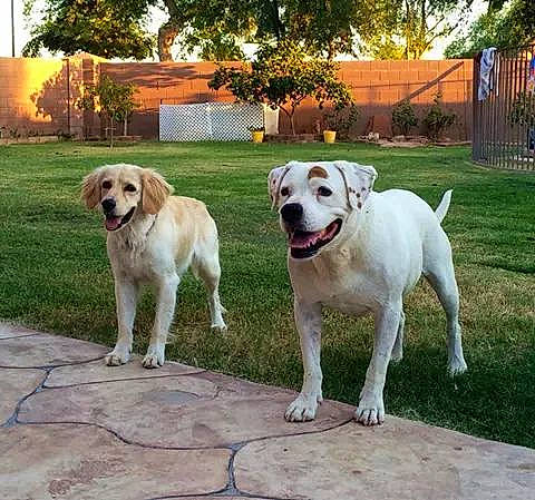 Labouski joined the competition — help win amazing prizes! american_bulldog, bully_kutta, canidae, carnivore, catahoula_bulldog, companion_dog, dog, dog_breed, dogo_argentino, fawn, labrador_retriever, mammal, non_sporting_group, rare_breed_dog, retriever, sporting_group, tail, vertebrate