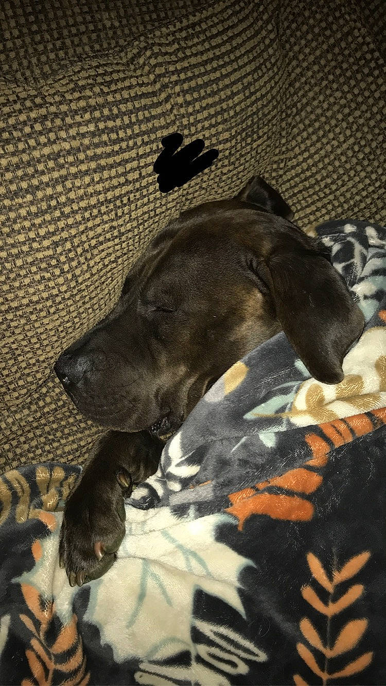 Javi is registered to the contest to win money with this photo: american_pit_bull_terrier, canidae, carnivore, dog, dog_breed, fawn, great_dane, guard_dog, mammal, non_sporting_group, pointer, snout, sporting_group, vertebrate