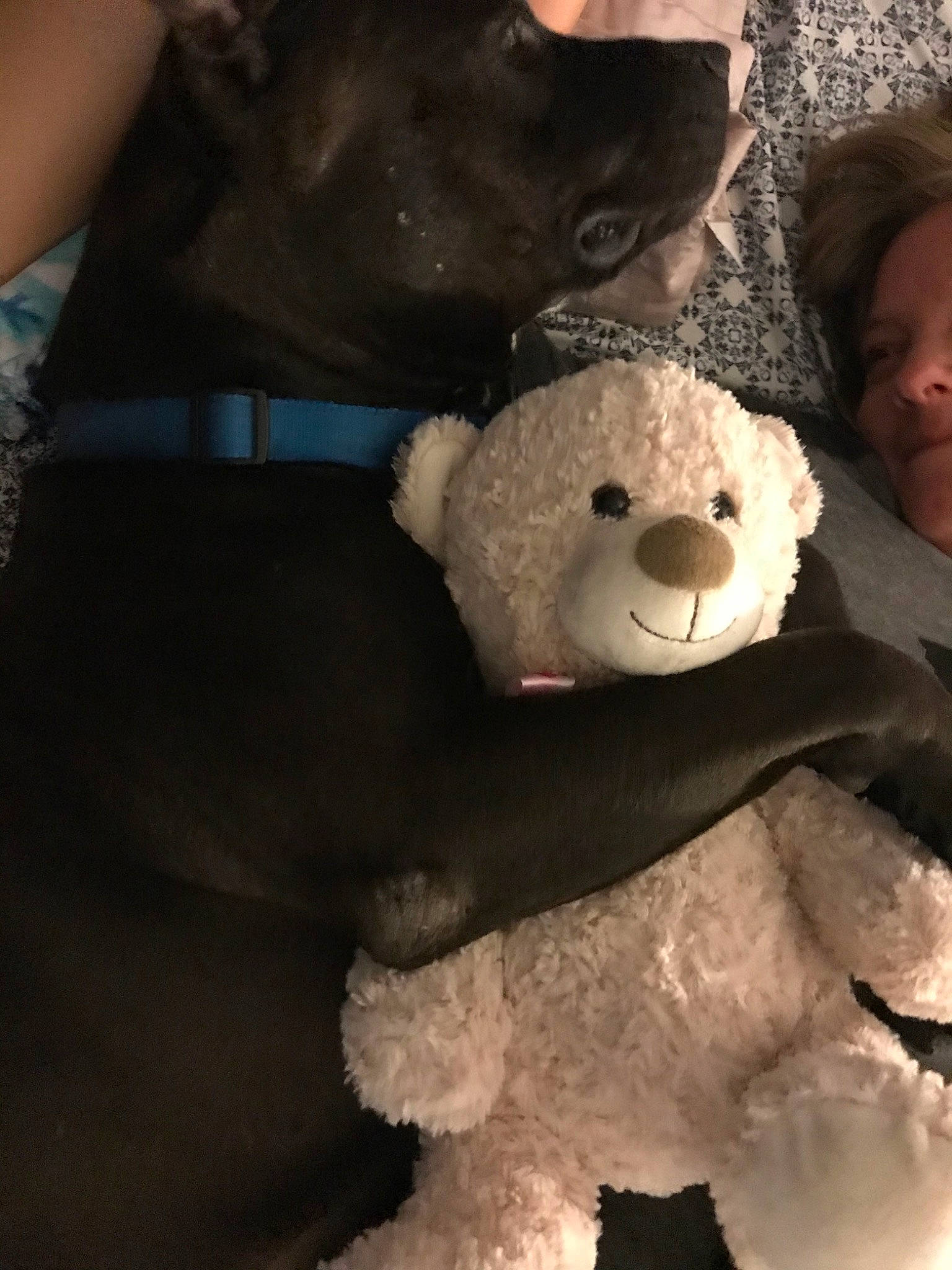 Javi is registered to the contest to win money with this photo: bear, fur, plush, stuffed_toy, teddy_bear, toy