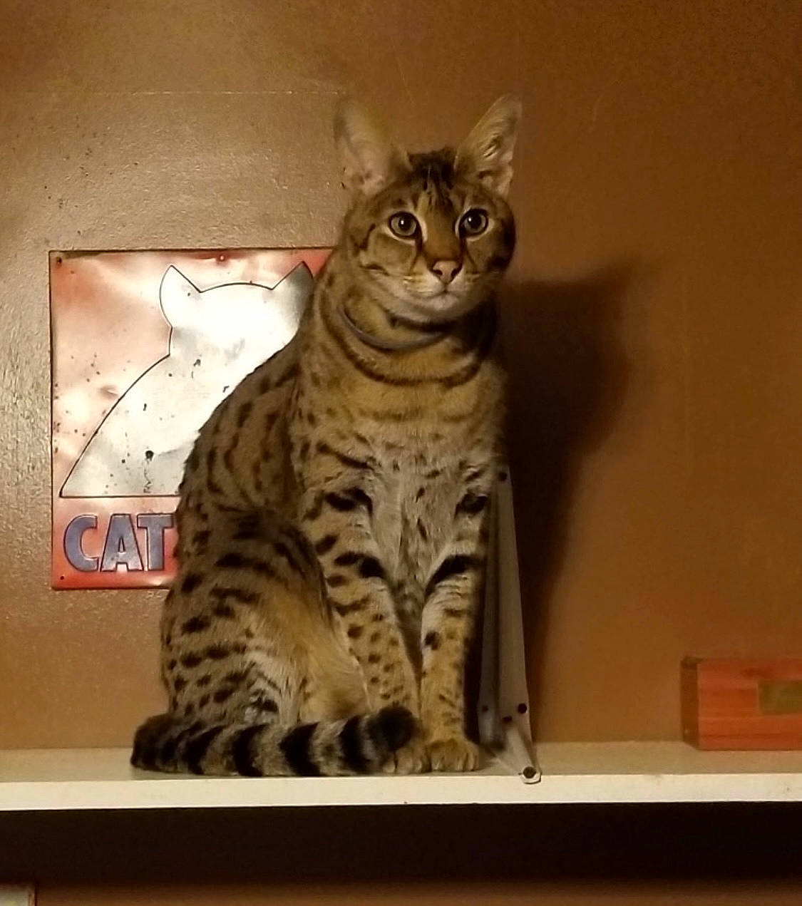 Sie Lancelot is registered to the contest to win money with this photo: carnivore, cat, domestic_short_haired_cat, eye, felidae, fur, paw, rectangle, small_to_medium_sized_cats, snout, terrestrial_animal, whiskers, wildlife