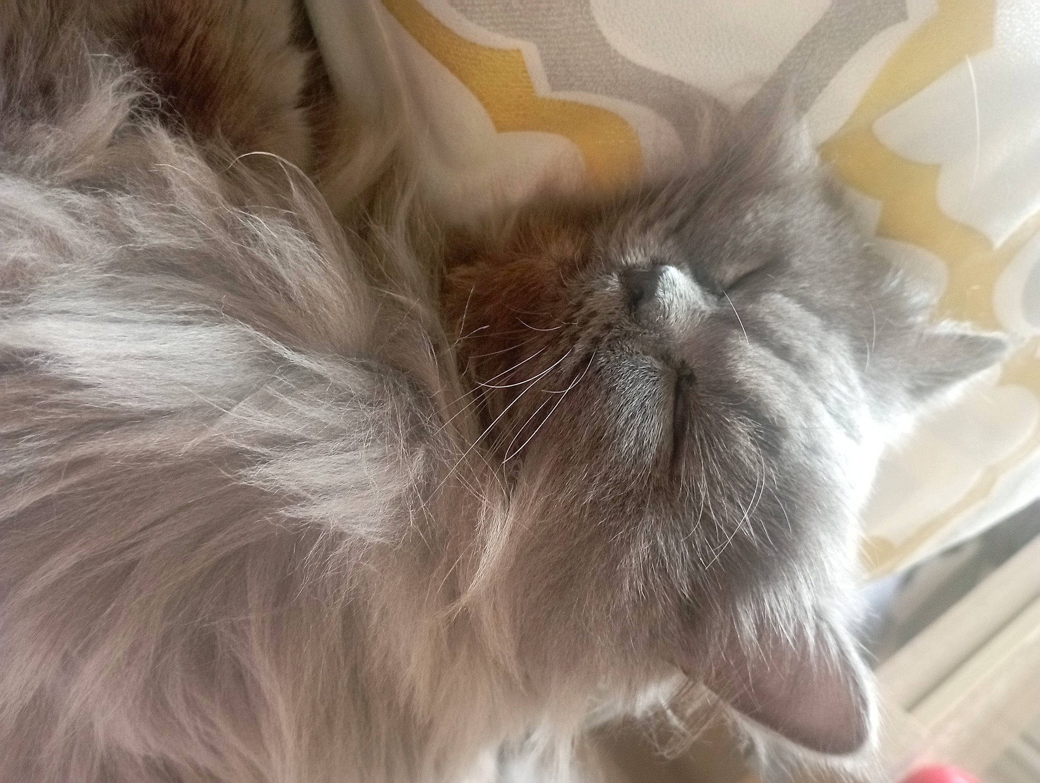 Floky participe au concours pour gagner de l'argent avec cette photo : balinese, british_longhair, carnivore, cat, claw, close_up, comfort, ear, fawn, felidae, flooring, fur, grey, hardwood, nap, paw, small_to_medium_sized_cats, snout, tail, whiskers