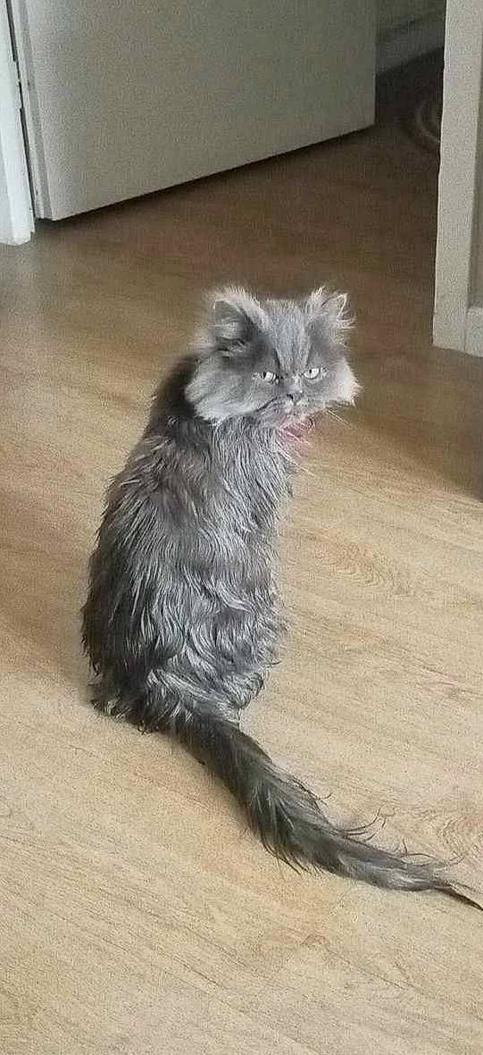 Floky participe au concours pour gagner de l'argent avec cette photo : carnivore, cat, claw, curtain, dog_breed, fawn, felidae, flooring, fur, hardwood, laminate_flooring, paw, small_to_medium_sized_cats, snout, tail, terrestrial_animal, whiskers, wood, wood_flooring, wood_stain