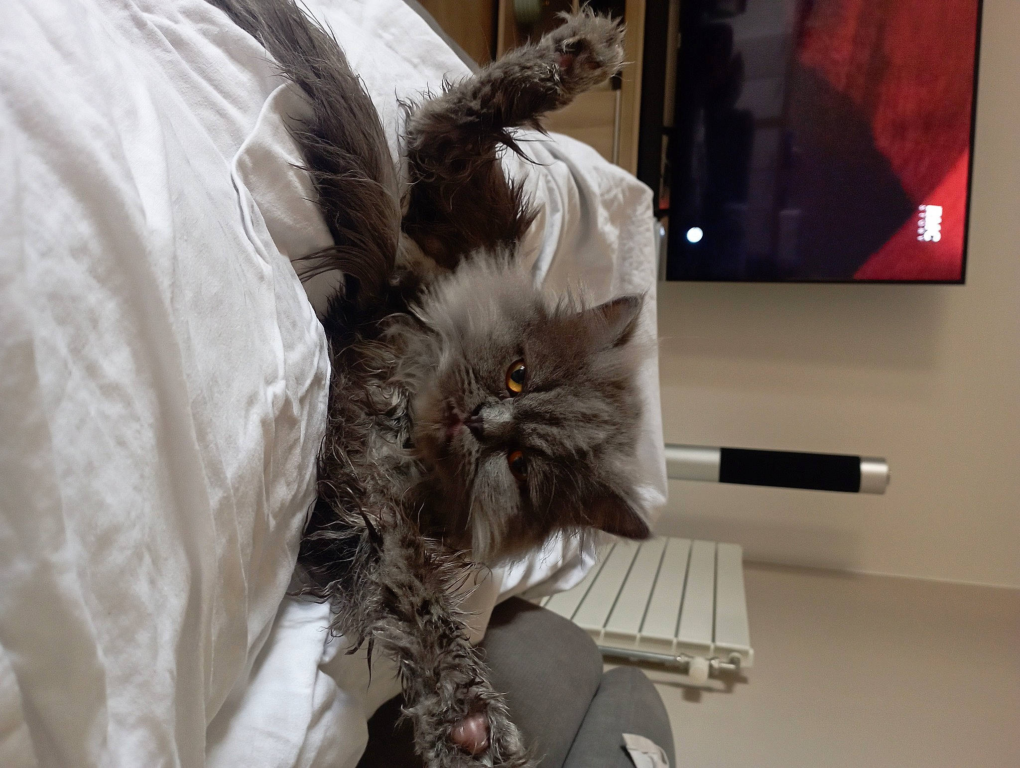 Floky a rejoint le concours — aidez-le/la à gagner de superbes lots ! carnivore, cat, comfort, domestic_short_haired_cat, fashion_design, feather, felidae, formal_wear, fur, grey, linens, picture_frame, plant, room, small_to_medium_sized_cats, tail, whiskers, window