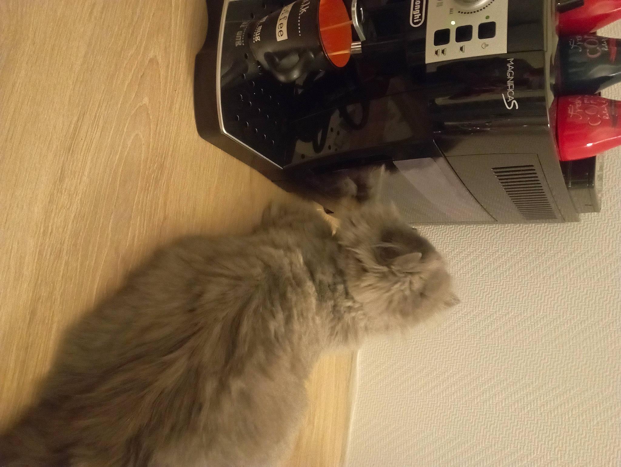 Floky participe au concours pour gagner de l'argent avec cette photo : automotive_lighting, cameras_optics, carnivore, cat, domestic_short_haired_cat, electrical_wiring, felidae, flooring, fur, gadget, hardwood, machine, office_equipment, paw, room, small_to_medium_sized_cats, tail, whiskers, wood