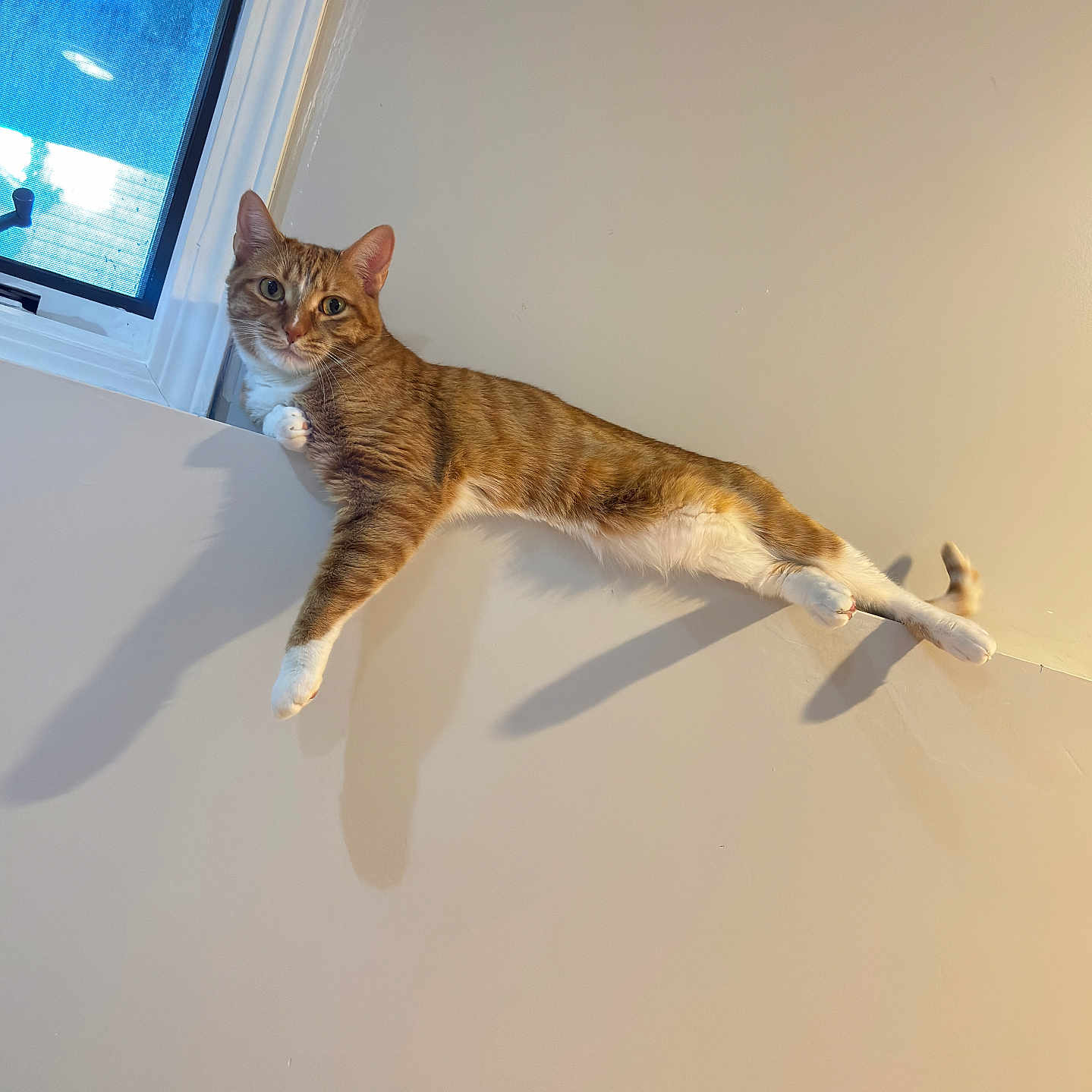 Carlos