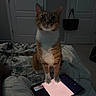 Carlos joined the competition — help win amazing prizes! cat, orange_cat, white_cat, tablet, bed, blanket, indoor, pet, animal, device, technology, glowing_screen, night, room, door, bag, curious, sitting, paw, fur